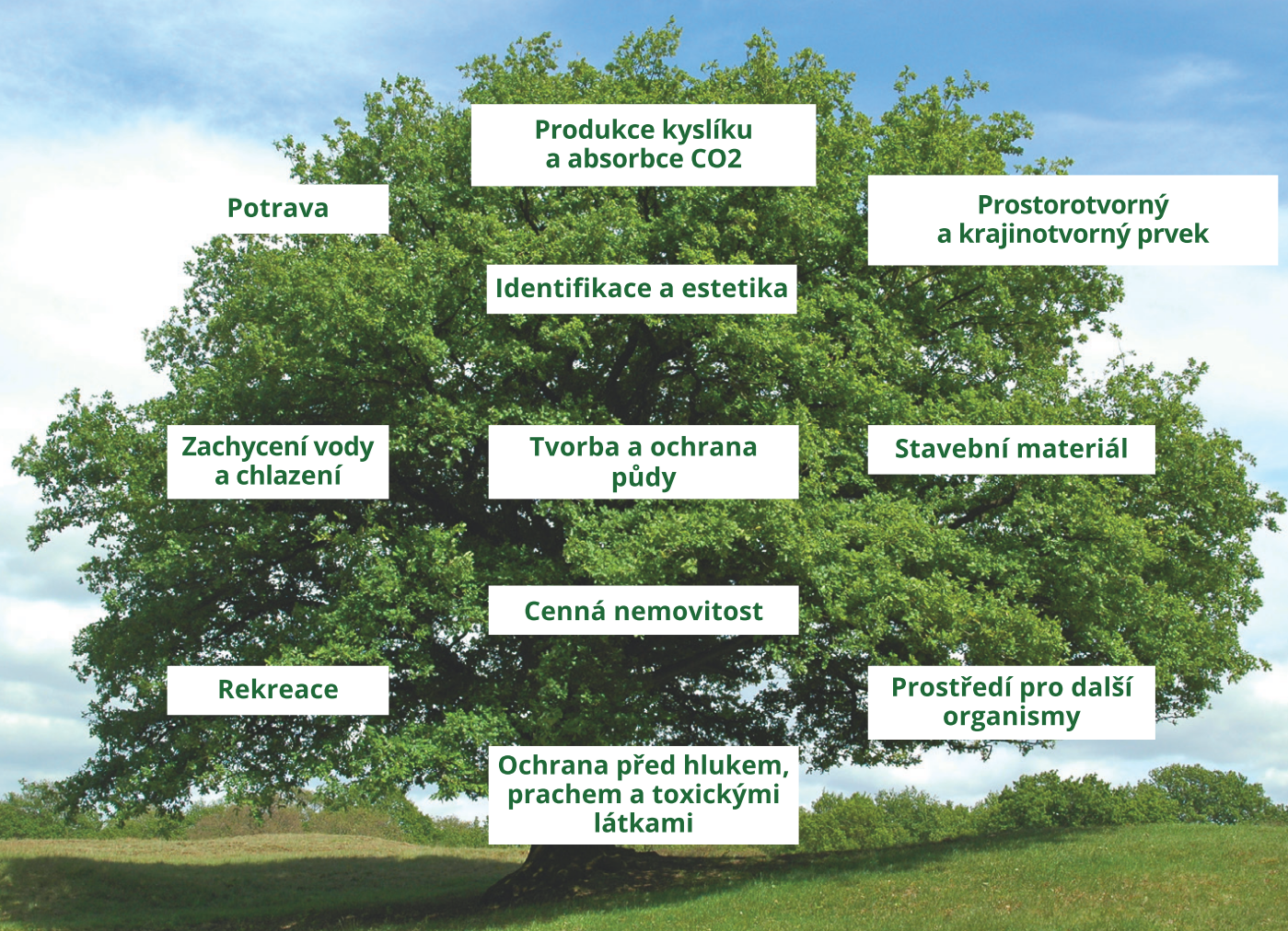 Náhled - Become-Tree-Hero.jpg